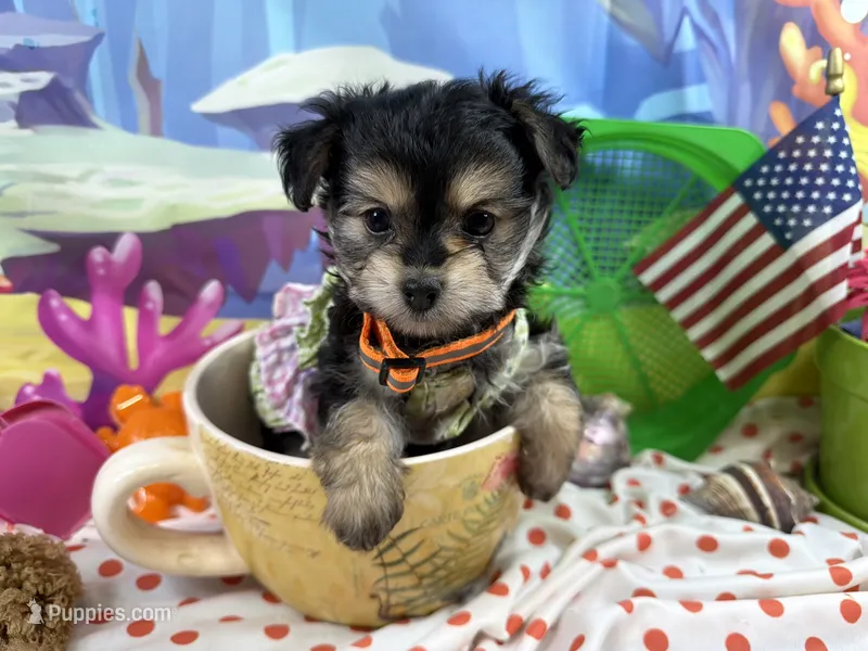 Tcup Tickles – Maltese, Yorkshire Terrier puppy for sale in Cassville, MO