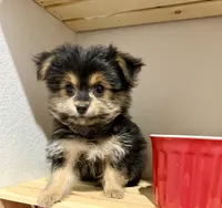 Mr Tibbins POTTY TRAINED, a male Maltese and Yorkshire Terrier for sale in Cassville, MO – 6 of 10