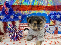 Mr Tibbins, a male Maltese and Yorkshire Terrier for sale in Cassville, MO – 4 of 8