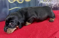 AKC Parker, a male Dachshund and Miniature Dachshund for sale in Cassville, MO – Photo 2 of 3