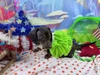 Sweet Sassy, a female Miniature Dachshund for sale in Cassville, MO – 6 of 10