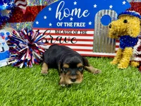 Lil’ Tansy, a female Maltese and Yorkshire Terrier for sale in Cassville, MO – 6 of 7
