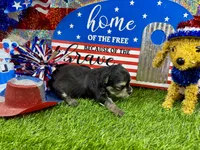 Tcup Tiffany, a female Morkie for sale in Cassville, MO – 4 of 6