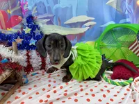 Sweet Sassy, a female Miniature Dachshund for sale in Cassville, MO – 8 of 10