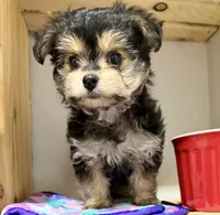 Lil’ Tickles, a female Maltese and Yorkshire Terrier for sale in Cassville, MO – 4 of 7