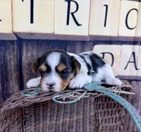 Tiny Taffy, a female Maltese and Yorkshire Terrier for sale in Cassville, MO – Photo 4 of 9