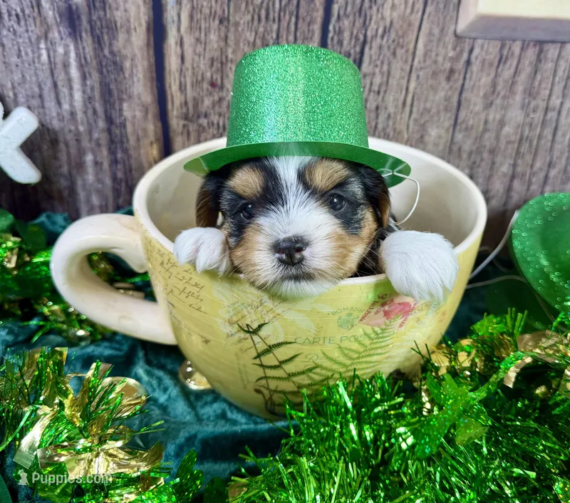 Tiny Taffy – Maltese, Yorkshire Terrier puppy for sale in Cassville, MO