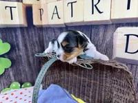 Tiny Taffy, a female Maltese and Yorkshire Terrier for sale in Cassville, MO – Photo 6 of 9