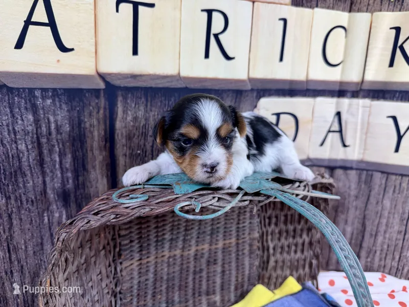 Tiny Taffy – Maltese, Yorkshire Terrier puppy for sale in Cassville, MO