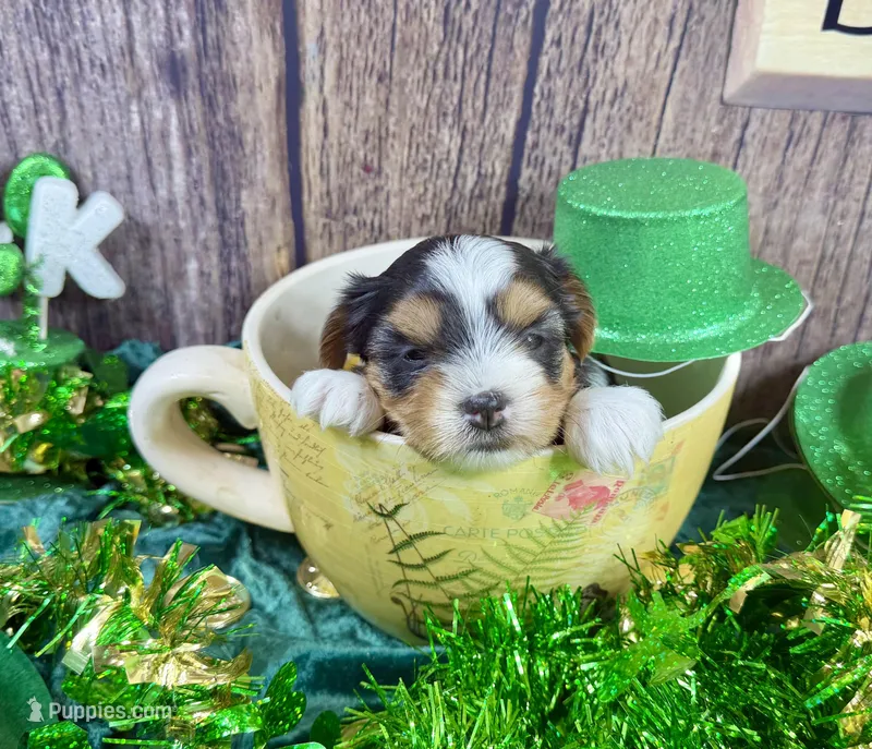 Tiny Taffy – Maltese, Yorkshire Terrier puppy for sale in Cassville, MO