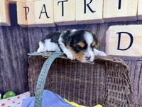 Tiny Taffy, a female Maltese and Yorkshire Terrier for sale in Cassville, MO – Photo 5 of 9