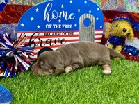 Piper , a female Dachshund and Miniature Dachshund for sale in Cassville, MO – 3 of 9