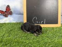The girls have arrived, a female Morkie for sale in Cassville, MO – 4 of 6