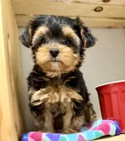 Tiny Tanisha, a female Maltese and Yorkshire Terrier for sale in Cassville, MO – 6 of 7