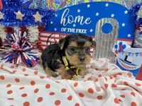 AKC Tcup Sawyer 12 ounces, a male Yorkshire Terrier for sale in Cassville, MO – 4 of 6