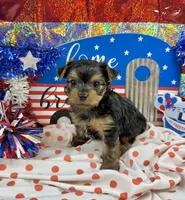 Akc Tcup Sammy 12 ounces, a female Yorkshire Terrier for sale in Cassville, MO – 3 of 6
