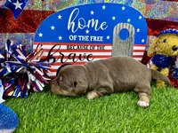 Piper , a female Dachshund and Miniature Dachshund for sale in Cassville, MO – 5 of 9
