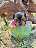 Akc Tcup Sammy 16 ounces, a female Yorkshire Terrier for sale in Cassville, MO – 2 of 10
