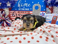 AKC Tcup Sawyer 12 ounces, a male Yorkshire Terrier for sale in Cassville, MO – 3 of 6