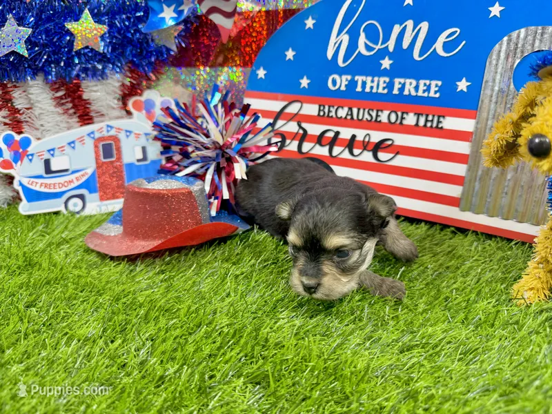 Tcup Tiffany – Morkie puppy for sale in Cassville, MO