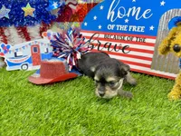 Tcup Tiffany, a female Morkie for sale in Cassville, MO – 1 of 6