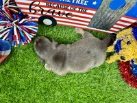 Orlando, a male Dachshund and Miniature Dachshund for sale in Cassville, MO – 8 of 9