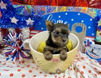 AKC Tiny Tcup Scarlett 7 ounces, a female Yorkshire Terrier for sale in Cassville, MO – 3 of 10