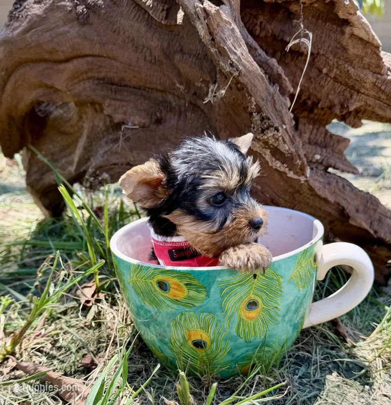 AKC Tcup Skeeter 15 ounces – Yorkshire Terrier puppy for sale in Cassville, MO