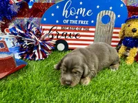 Orlando, a male Dachshund and Miniature Dachshund for sale in Cassville, MO – 3 of 9