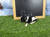 The girls have arrived, a female Morkie for sale in Cassville, MO – 3 of 6