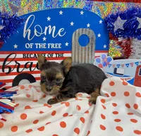 AKC Tiny Tcup Scarlett 7 ounces, a female Yorkshire Terrier for sale in Cassville, MO – 8 of 10