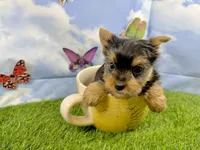 AKC Little Layla , a female Yorkshire Terrier for sale in Cassville, MO – 8 of 9