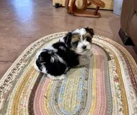 Tcup Banjo, a male Morkie for sale in Cassville, MO – Photo 8 of 8
