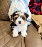 Tcup Banjo, a male Morkie for sale in Cassville, MO – Photo 4 of 8