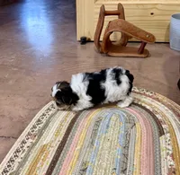 Tcup Banjo, a male Morkie for sale in Cassville, MO – Photo 6 of 8