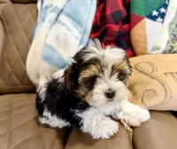 Tcup Banjo, a male Morkie for sale in Cassville, MO – Photo 7 of 8