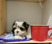 Tcup Banjo, a male Morkie for sale in Cassville, MO – Photo 3 of 8
