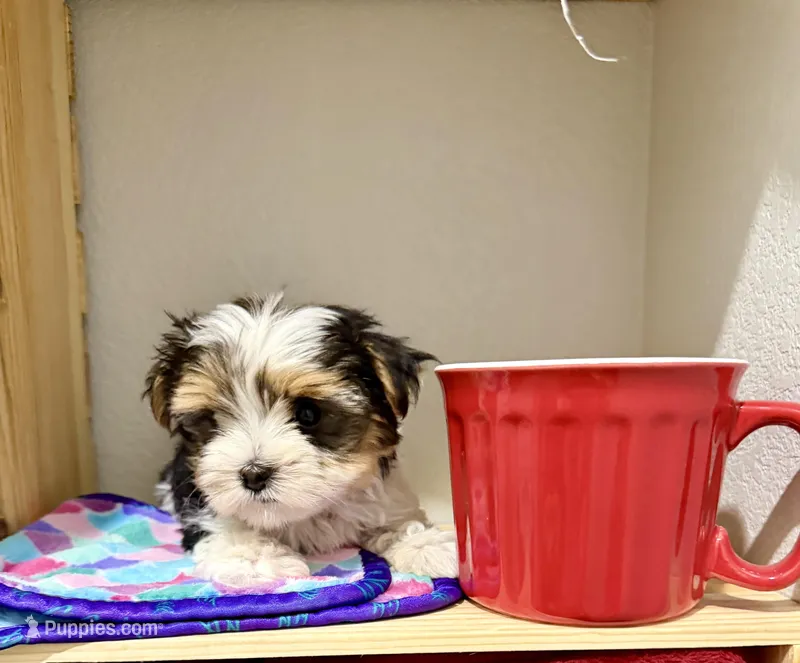 Tcup Banjo, a male Morkie for sale in Cassville, MO – Photo 1 of 8