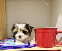 Tcup Banjo, a male Morkie for sale in Cassville, MO – Photo 1 of 8