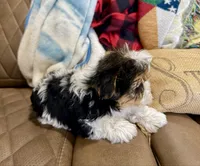 Tcup Banjo, a male Morkie for sale in Cassville, MO – Photo 2 of 8