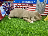Pickles, a female Dachshund and Miniature Dachshund for sale in Cassville, MO – 5 of 8