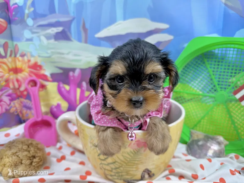 Lil’ Tanisha – Morkie puppy for sale in Cassville, MO