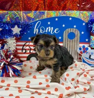 Akc Tcup Sammy 12 ounces, a female Yorkshire Terrier for sale in Cassville, MO – 6 of 6