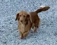 Mini Longcoat Pickles, a female Dachshund and Miniature Dachshund for sale in Cassville, MO – 3 of 3