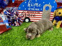 Orlando, a male Dachshund and Miniature Dachshund for sale in Cassville, MO – 5 of 9