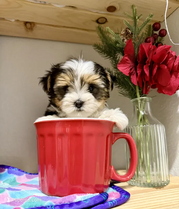 Tcup Banjo, a male Maltese and Yorkshire Terrier for sale in Cassville, MO – Photo 1 of 10