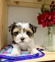 Tcup Banjo, a male Maltese and Yorkshire Terrier for sale in Cassville, MO – Photo 8 of 10