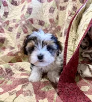 Tcup Banjo, a male Maltese and Yorkshire Terrier for sale in Cassville, MO – Photo 7 of 10