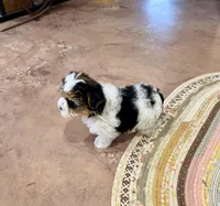 Tcup Banjo, a male Maltese and Yorkshire Terrier for sale in Cassville, MO – Photo 5 of 10