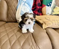 Tcup Banjo, a male Maltese and Yorkshire Terrier for sale in Cassville, MO – Photo 9 of 10
